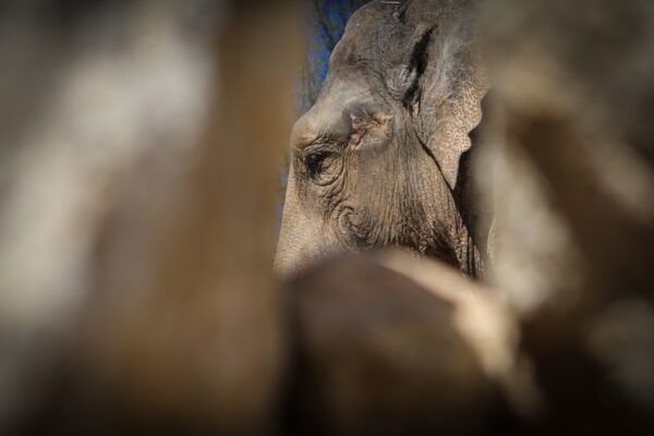 frednebinger_013